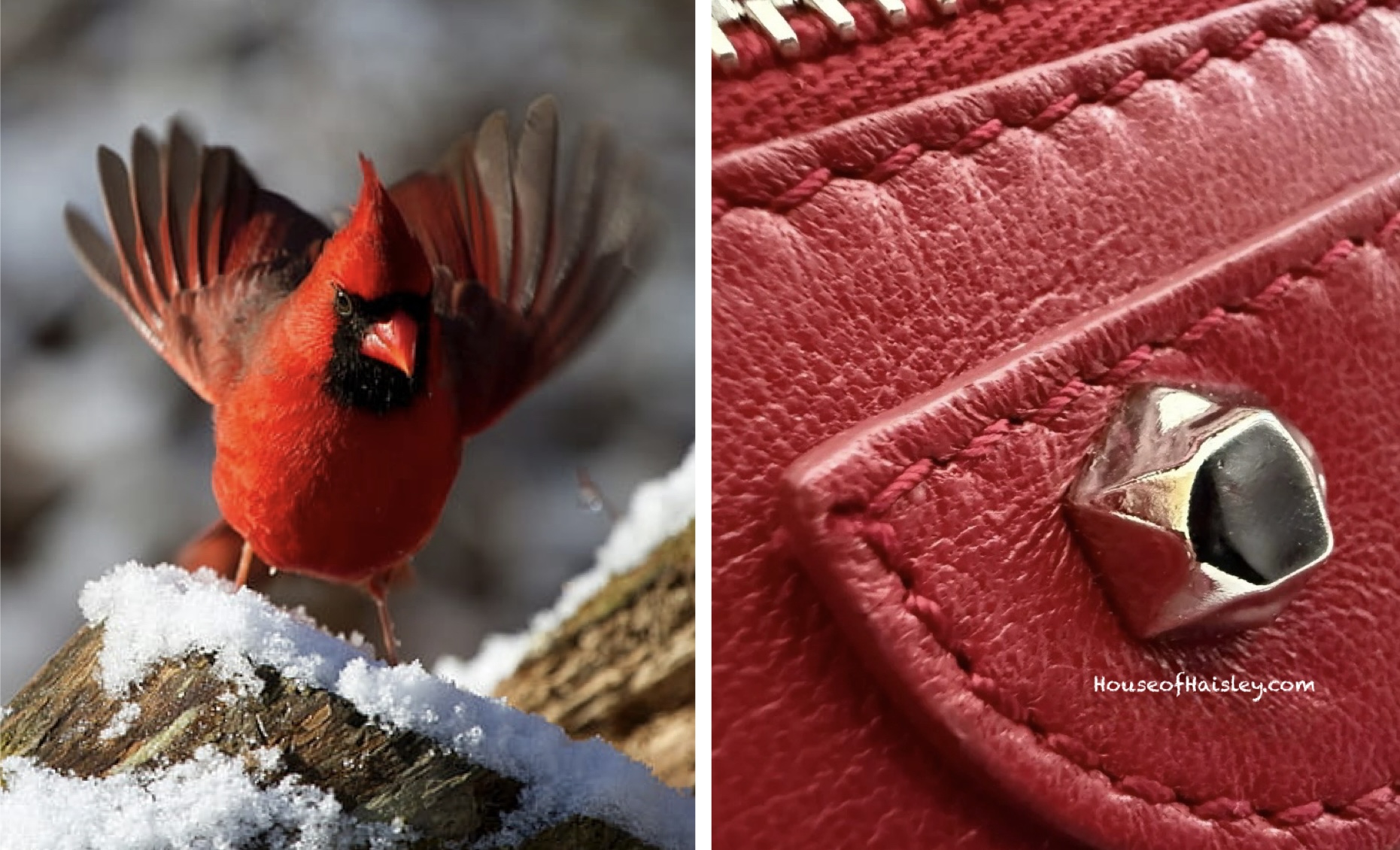 Birds of a Feather | Winter Edit: The Cardinal Effect